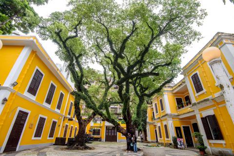 Árvore de Cinnamomum camphora localizada na Calçada da Igreja de S. Lázaro
