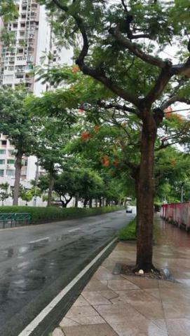 奧林匹克大馬路的鳳凰木樹根腐爛，有倒塌危險。
