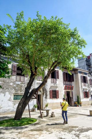 Árvore de Morus alba localizada na Casa do Mandarim
