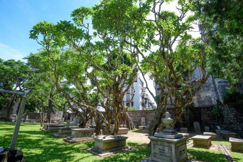Árvore de frangipana branca no Cemitério Protestante de Macau
