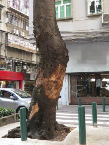 俾利喇街與飛能便度街交界的南洋楹樹幹，由地面至離地三米高的範圍內有超過三分之二的樹皮環圈範圍壞死。
