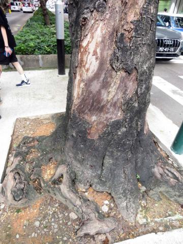 俾利喇街與飛能便度街交界的南洋楹樹基表根多處乾枯
