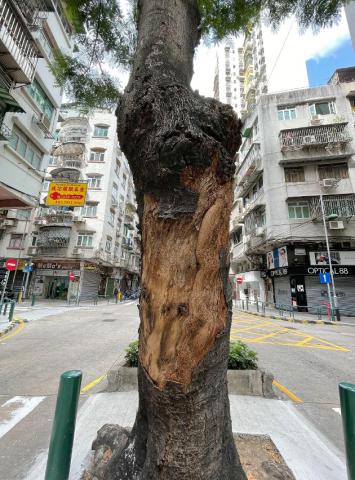 俾利喇街與飛能便度街交界的南洋楹傷口的癒傷組織未有增厚
