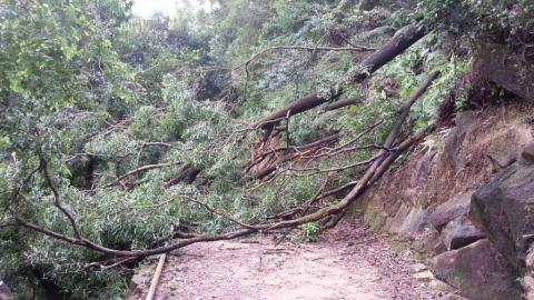 遭受风灾吹袭 树木倒塌 山林受损严重2
