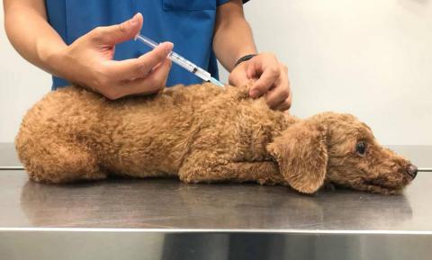 市政署呼吁犬只饲主关注预防狂犬病的重要性，定期为犬只注射狂犬病疫苗
