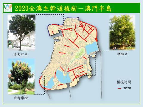 2020全澳主幹道植樹－澳門半島
