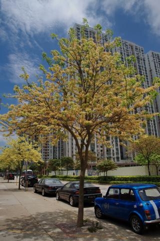 市政署致力改善澳门绿化景观，持续加大城市绿化的密度及提升绿化质素，打造「健康城市」，为市民营造更优质的生活空间。
