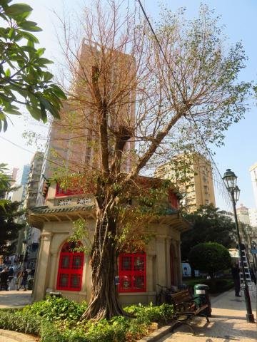 IAM remove árvore com podridão radicular junto ao Pavilhão Octogonal
