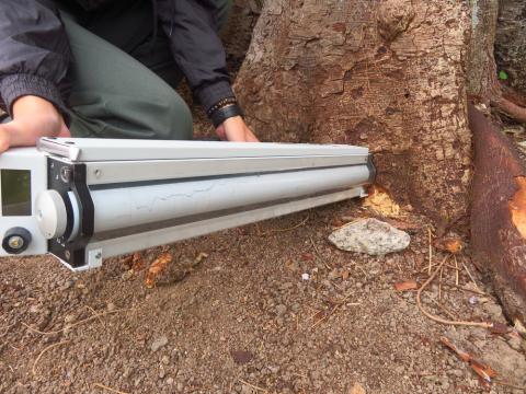 路环竹湾马路假菩提古树日渐衰弱,工作人员检查树干基部内部木材结果显示霉烂阻力极小
