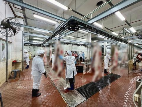 IAM elabora plano de prevenção de epidemia no Matadouro para assegurar 
abastecimento estável de carne de porco
