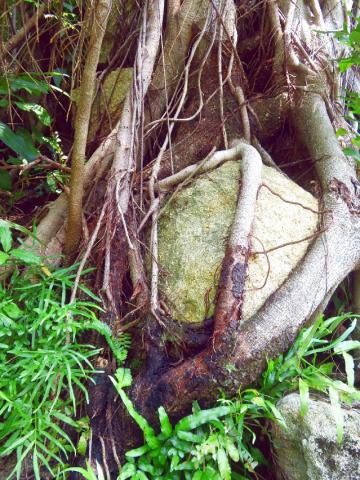 Uma árvore de pagode infectada com podridão radicular na Colina de Mong Há
