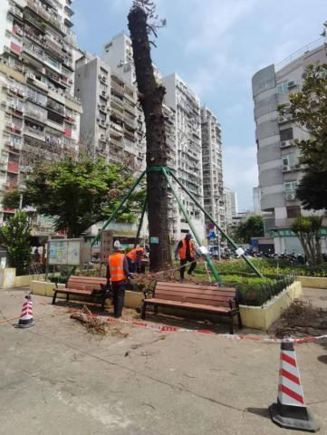 市政署對得勝花園一株衰弱古樹進行養護救治
