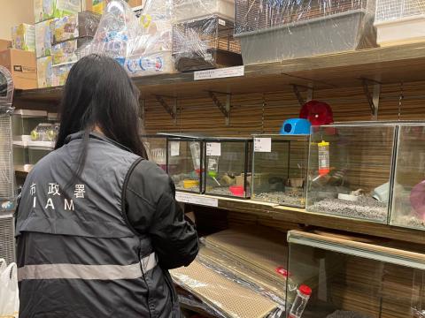 市政署加强巡查本澳有售卖仓鼠的宠物店
